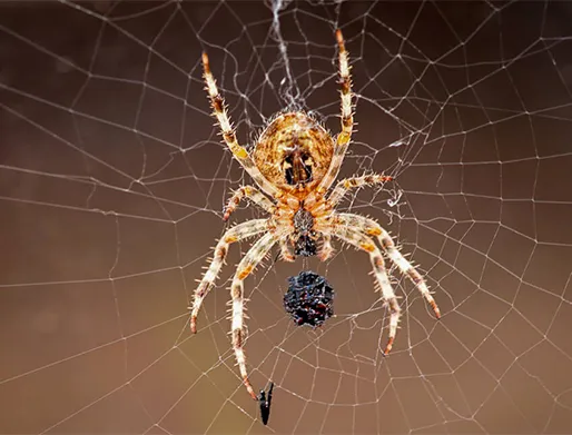 Dedetização de Aranhas em Cajamar