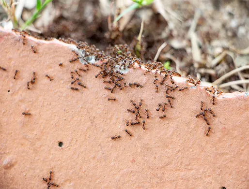 Dedetização de Formigas em Caraguatatuba