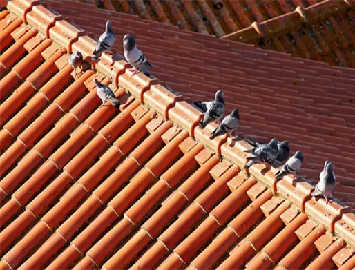 Dedetização de Pombos em Atibaia